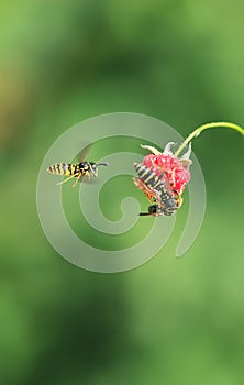 Three insects striped dangerous wasp flew on juicy ripe red rasp