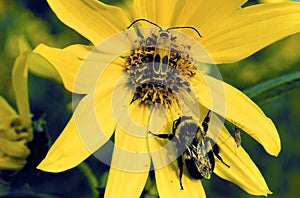 Three Insects on a Sunflower  18368