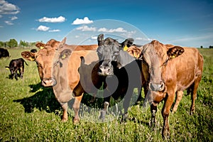 Three interested angus cows looking