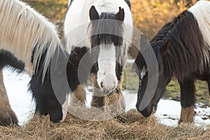 Three Irish Cob ponies eating hay with snow