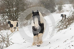 Three Irish Cob ponies walking in heavy snow
