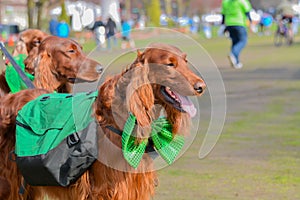 Three Irish setters ready to party