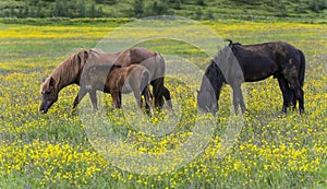 Three Islandic Horses in Yellow Maedow