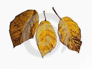 three isolated autumn leaves on a white background. background concept of nature and fall