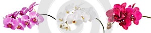 Three isolated branches of a beautiful blooming delicate pink, white and burgundy orchid, having a yellow color on the lower