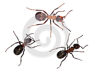 Three isolated brown forest ants