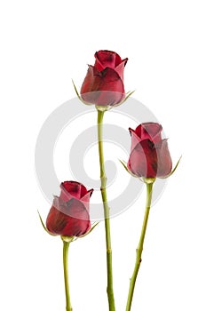 Three isolated red roses on white, Clipping path included