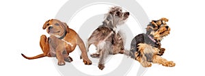 Three Itchy Dogs Scratching Horizontal Banner