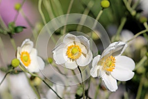 Three Japanese anemone or Anemone hupehensis plants with open flowers containing white sepals surrounded with closed flower buds