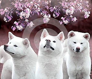 Three Japanese dogs Akita Inu stands against a flowering tree similar to cherry blossoms