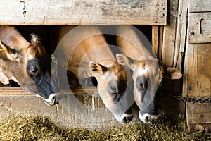 Three Jersey Cows