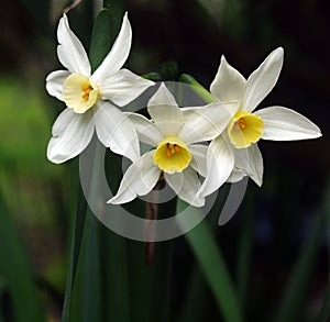 Three Jonquils