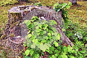 Three July tree stumps