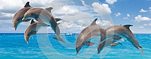 three jumping dolphins