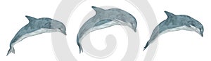 Three jumping dolphins isolated on white background