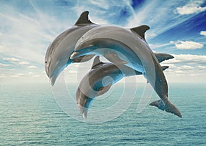 Three jumping dolphins