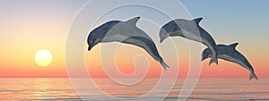 Three jumping dolphins at sunset