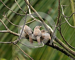 Three Jungle babblers perched on a tree branch