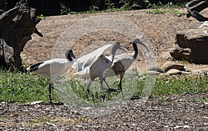 Three Juvenile Australian White Ibis (Threskiornis molucca) in Sydney, NSW, Australia