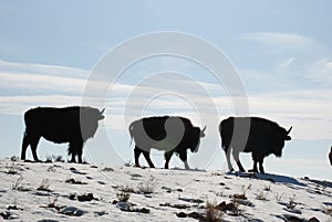 Three Juvenile Buffalo Bison Calves Walk on a Snowy Ridge