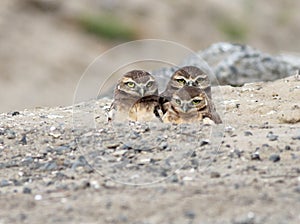 Three Juvenile Burrowing Owls