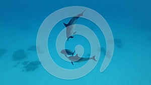 Three juvenile dolphins playing under surface in blue water