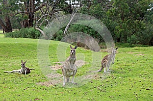 Three kangaroo