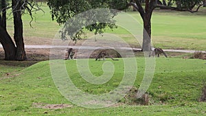 Three kangaroo grazing