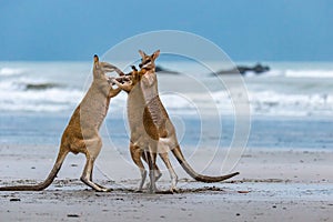Three Kangaroos Fighting on the Beach at Cape Hillsborough, Queensland, Australia