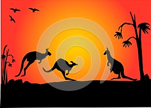 Three kangaroos hopping in the sunset