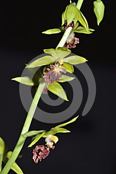 Three Keeled Calanthe Orchid