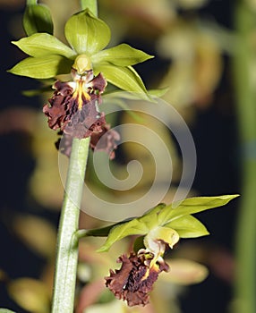 Three Keeled Calanthe Orchid