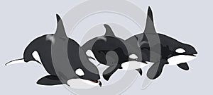 Three killer whales