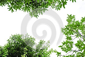 Three kind of green big tree leaves long branch isolated on white background and copy space for text in frame. greenery wooden tro