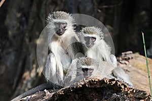 Three of a kind Vervet Monkeys photo