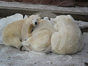 Three of a kind in the zoo