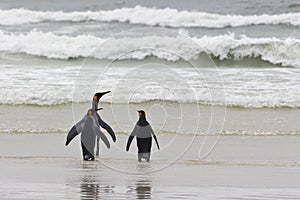 Three king penguins