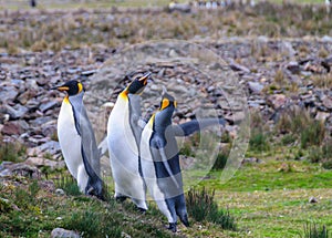 Tre il re pinguini sul baia 