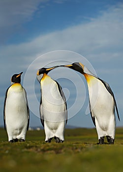 Three King penguins displaying aggressive behavior