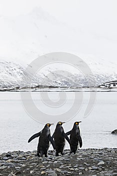Three king penguins runs in a row over the pebble beach on Fortuna Bay, South Georgia, Antarctica