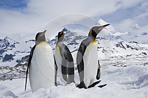 Three king penguins in snow