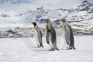 Three king penguins in the snow on South Georgia island