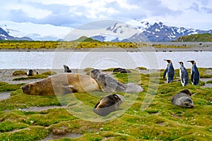 Three king penguins and snuggling sea elephants in beautiful landscape of South Georgia, Antarctica.