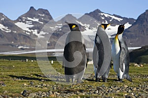 Three King Penguins, South Georgia, Antarctica