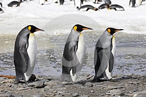 Three king penguins walk in a row on Salisbury Plain on South Georgia