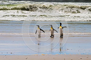 Three king penguins walk on the wet sand