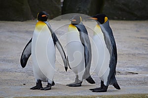 Three King penguins, with yellow-orange plumage at the top of the chest, standing in the Zoo