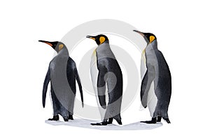 Three king penguis isolated on the white background