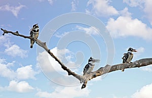 Three kingfishers on a tree branch with a fish and a cloudscape sky