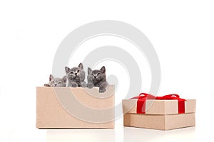 Three Kitten British on white background. Cat peeking from behind gift box